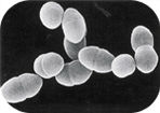 腸内細菌画像1