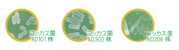 腸内細菌画像